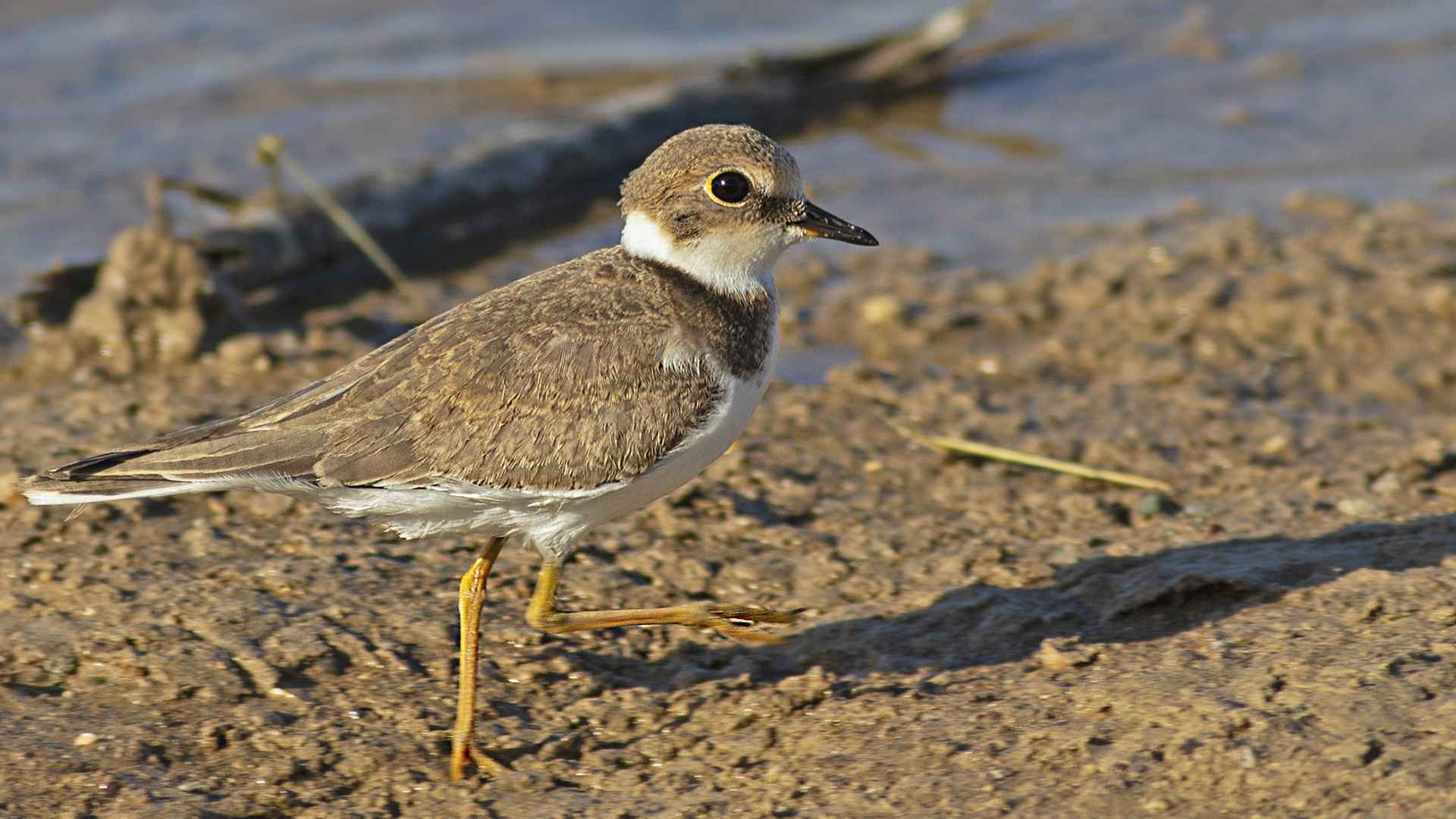 Little Ringed Plover